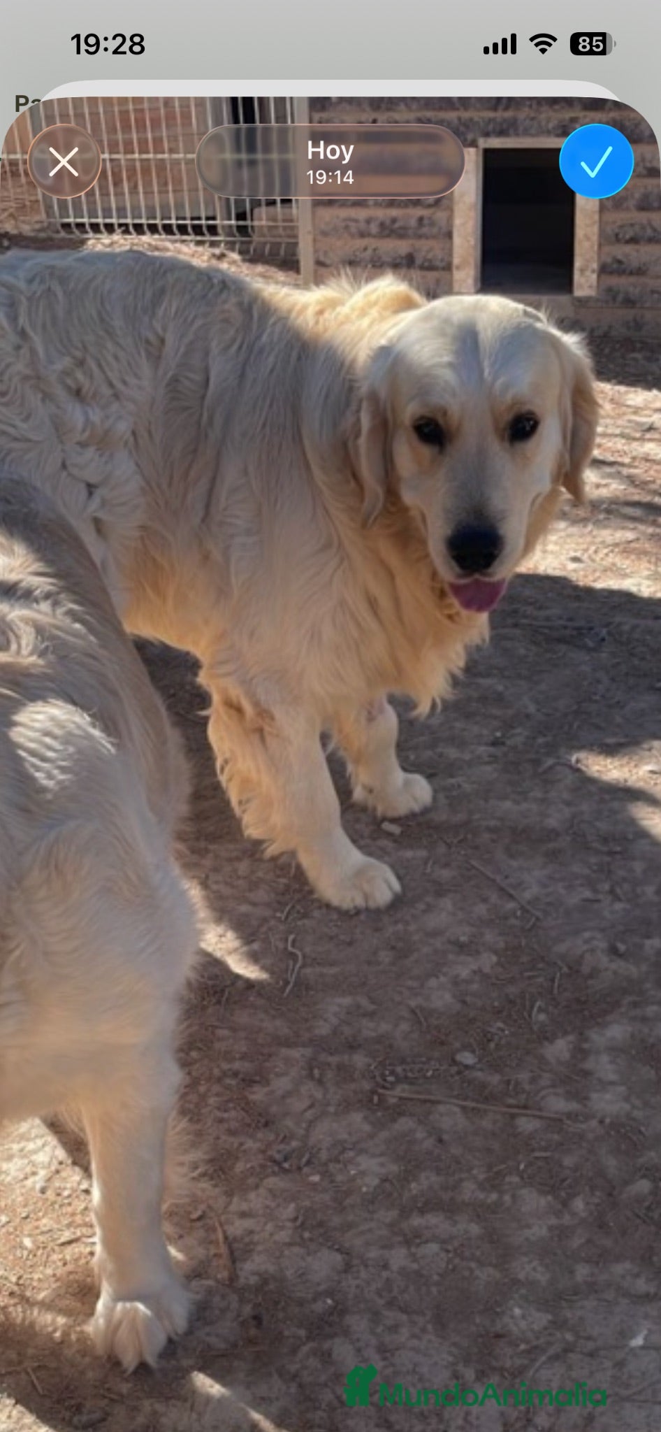 Golden Retriever perros GOLDEN RETRIEVER DE CAMPEONES - Anuncio 1