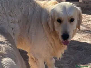 Golden Retriever perros GOLDEN RETRIEVER DE CAMPEONES - Anuncio 2