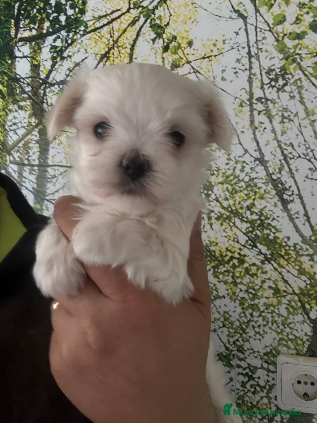 Bichón Maltés perros en venta: Preciosa Bichon maltés hembra  - Imagen 1