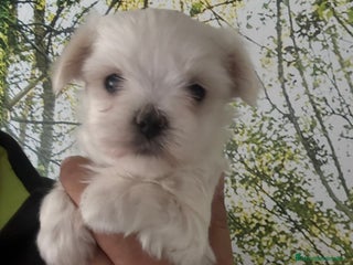 Bichón Maltés perros - Anuncio 1