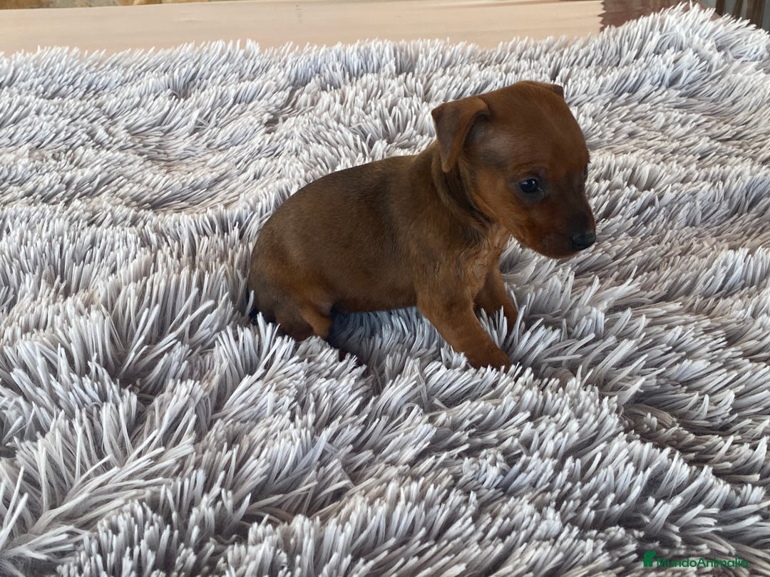 Pinscher Miniatura perros en venta: Mini Pincher hembra - Imagen 4