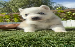 Husky Siberiano perros en venta: HUSKY - Imagen 12