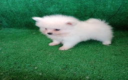 Pomerania perros en venta: Perro Pomerania, cachorritos nacionales  - Imagen 4