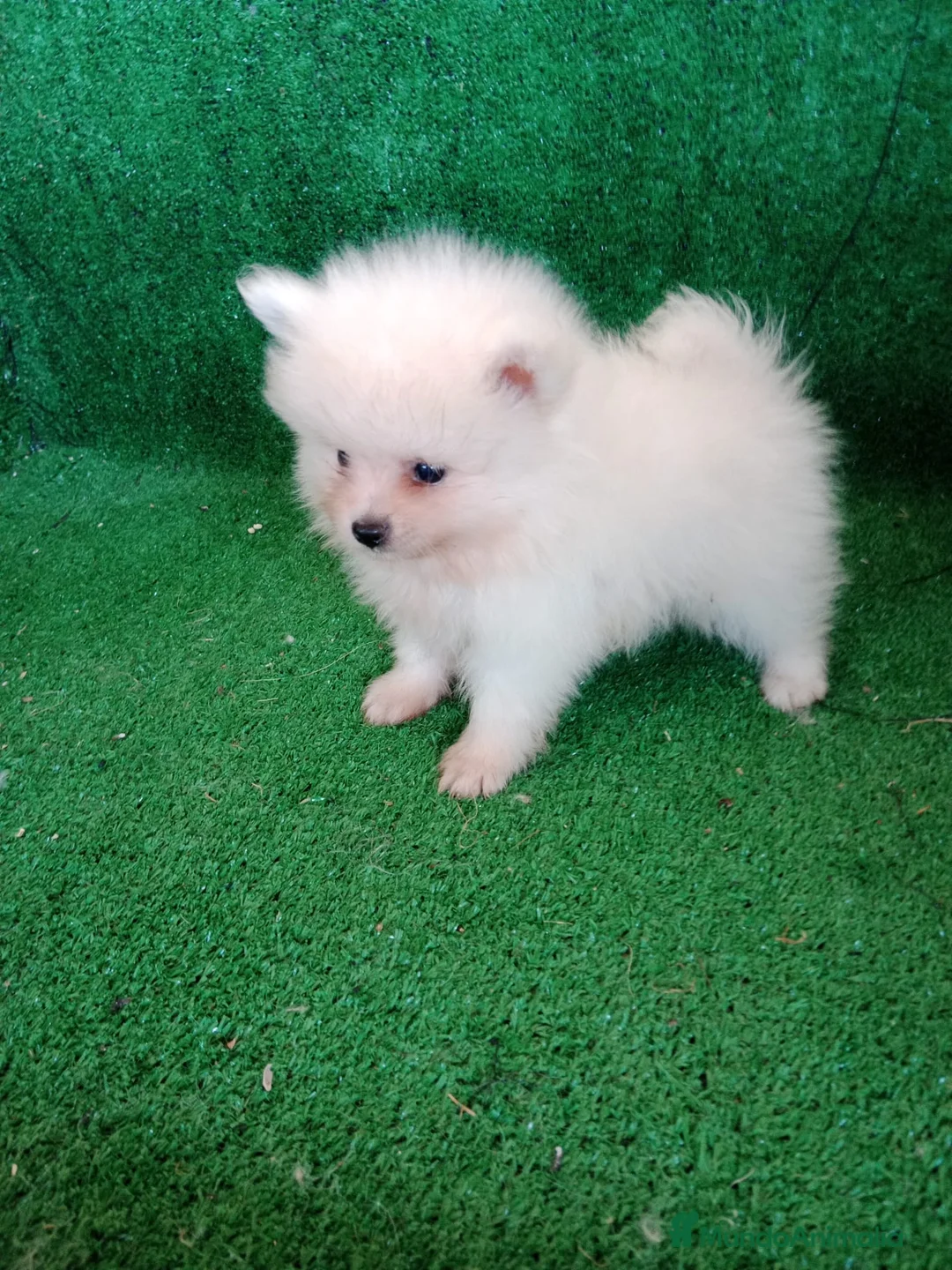 Pomerania perros en venta: Perro Pomerania, cachorritos nacionales  - Anuncio 4