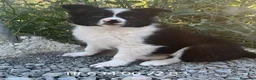 Border Collie perros en venta: Impresionante cachorro border collie  - Anuncio 1
