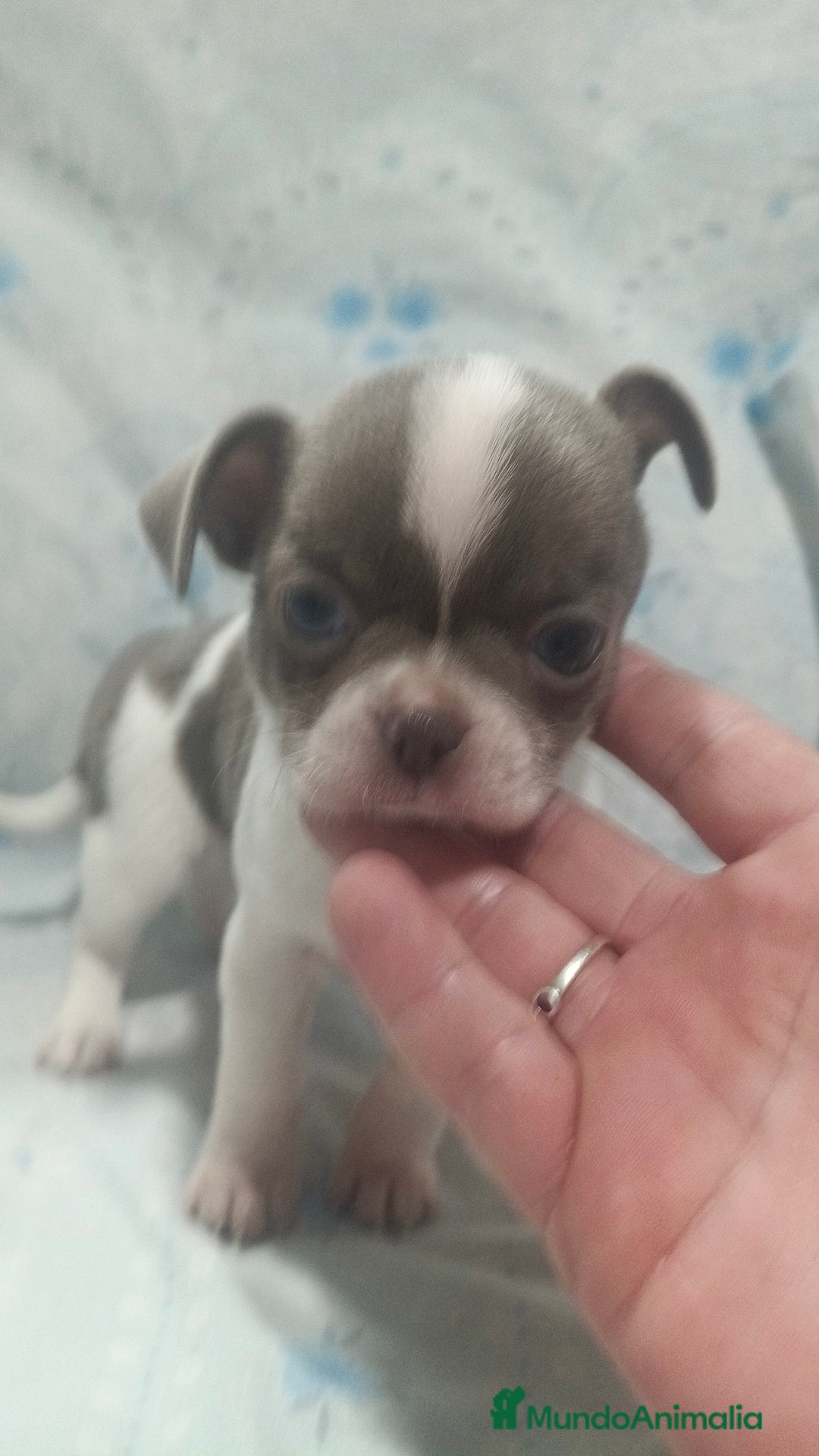 Chihuahua perros en venta: Chihuahua blue macho  - Anuncio 1