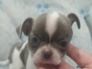 Chihuahua perros Chihuahua blue macho - Anuncio 1