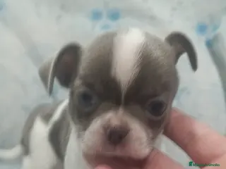 Chihuahua perros Chihuahua blue macho - Anuncio 7