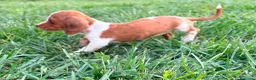 Teckel Miniatura perros en venta: Teckel kaninchen  - Anuncio 21