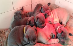 Bulldog Francés perros en venta: Bulldog francés  en León - Imagen 12