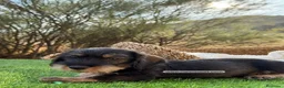 Teckel Miniatura perros en venta: TECKEL PELO DURO MINIATURA - Anuncio 7