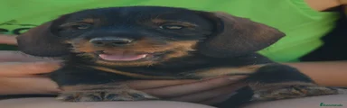 Teckel 2