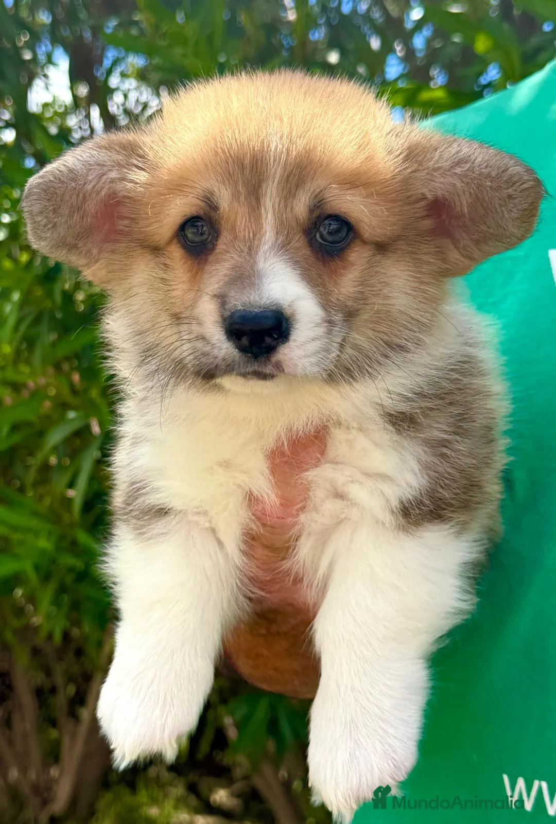 Welsh Corgi Pembroke perros en venta: comprar corgi en valencia madrid Barcelona pedigre - Anuncio 4