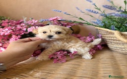 Maltipoo perros en venta: Maltipoo hembra Toy disponible  - Imagen 5