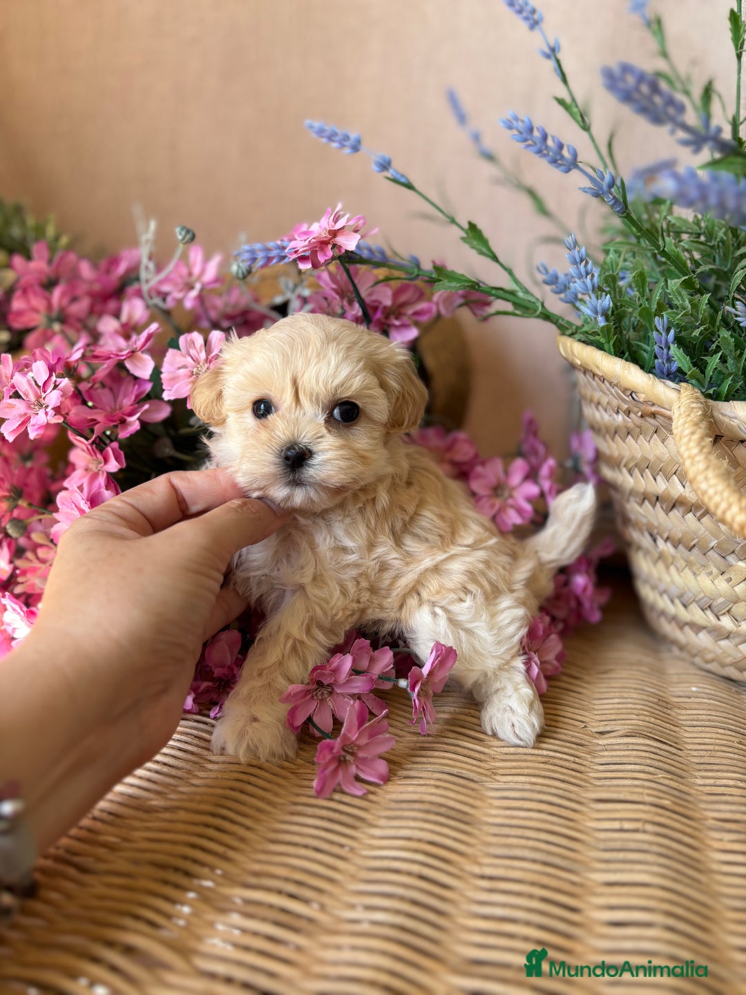 Maltipoo perros en venta: Maltipoo hembra Toy disponible  - Imagen 5