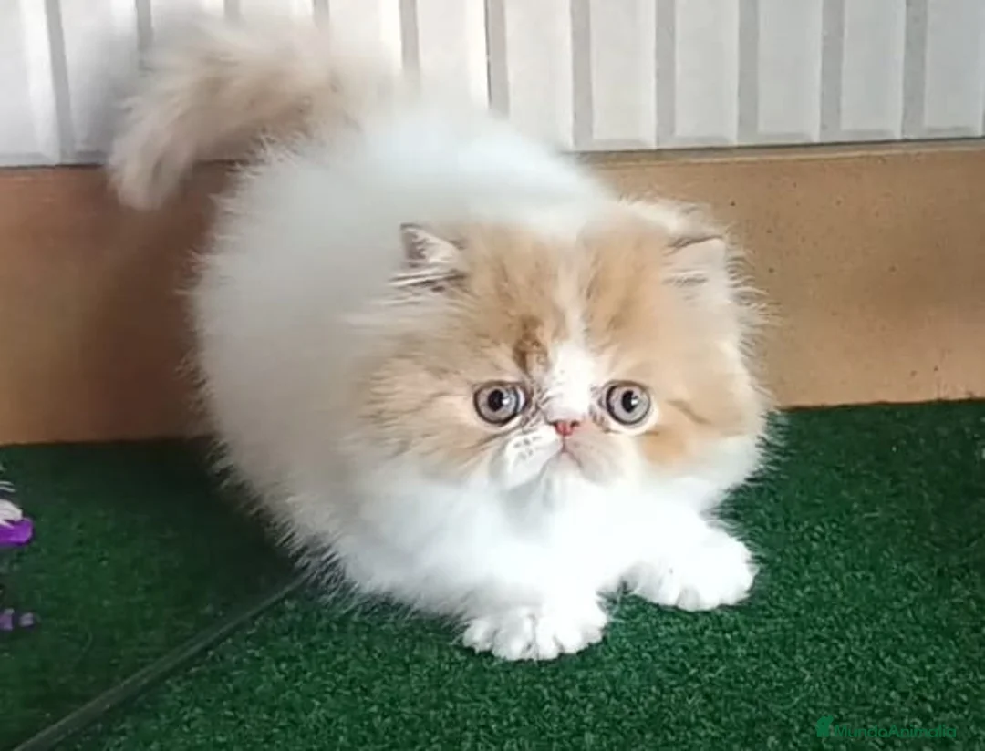 Persa gatos en venta: Machito Persa - Anuncio 3
