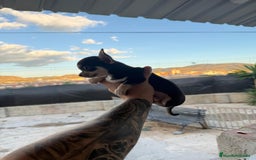 Chihuahua perros en venta: Chihuahua mini  - Imagen 2