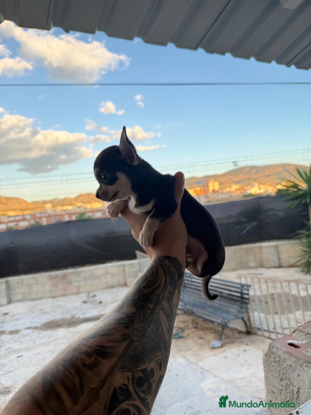 Chihuahua perros en venta: Chihuahua mini  - Imagen 2