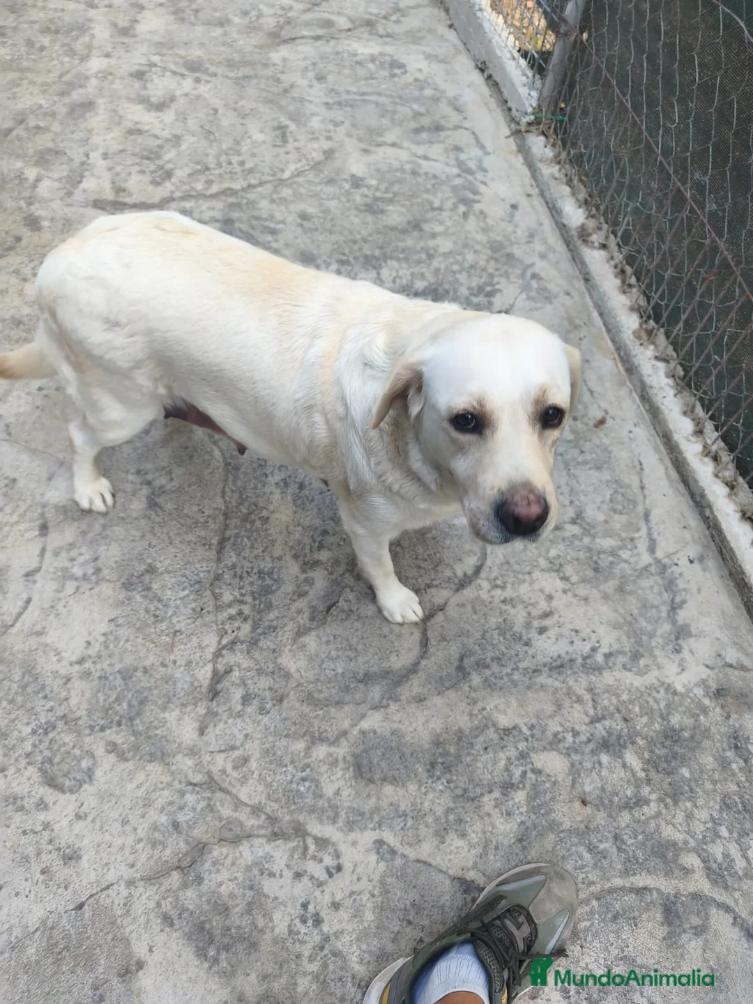 Labrador Retriever perros en venta: CADELLS DE LABRADOR RETRIEVER 🤎🐶 - Anuncio 1