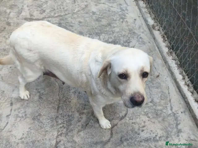 Labrador Retriever perros CADELLS DE LABRADOR RETRIEVER 🤎🐶 - Anuncio 4