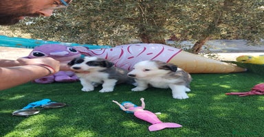 Border Collie perros - Propaganda 8