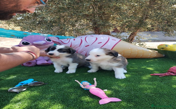 Border Collie perros - Propaganda 2