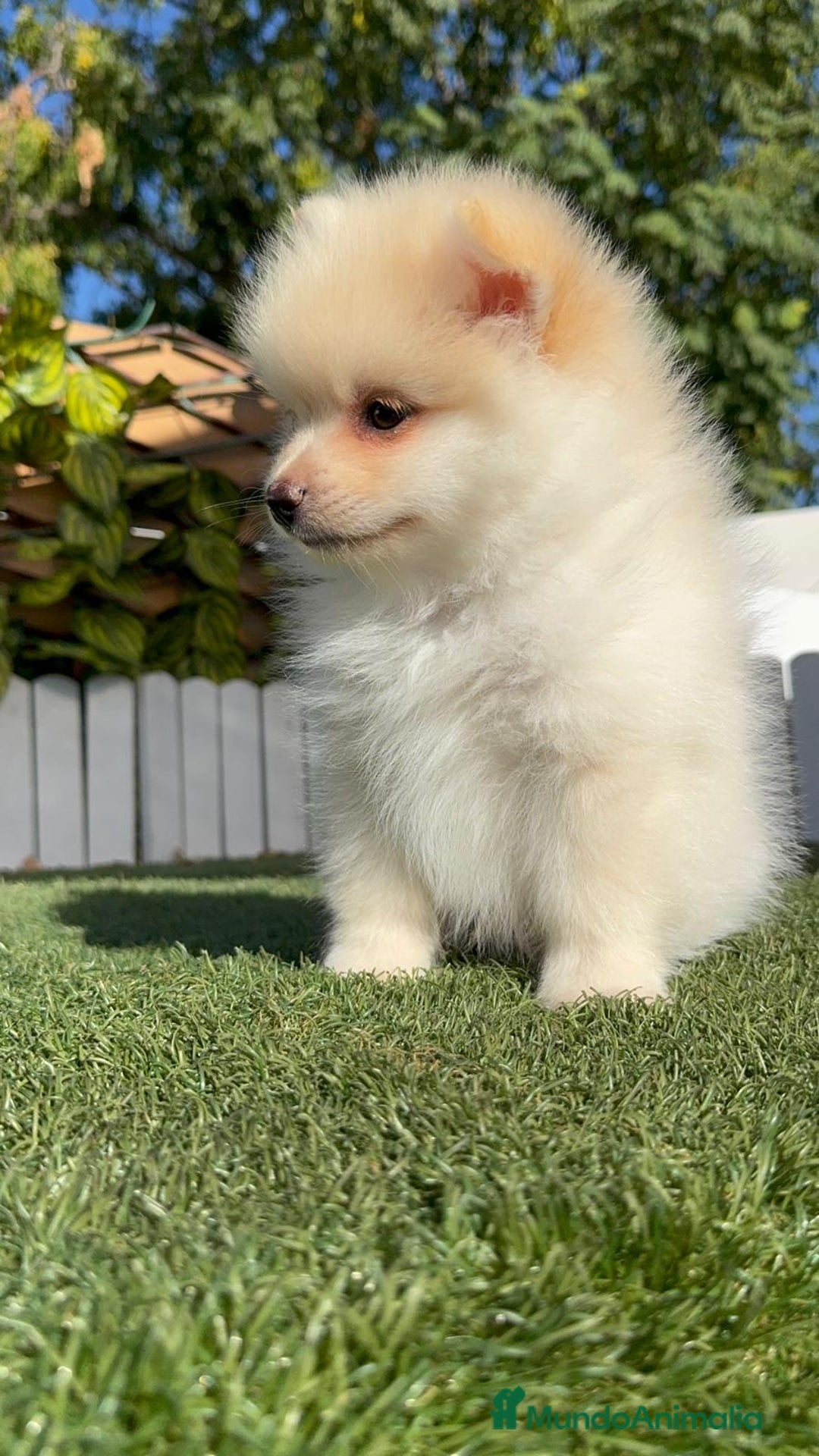 Pomerania perros en venta: POMERANIA MACHO - Imagen 11