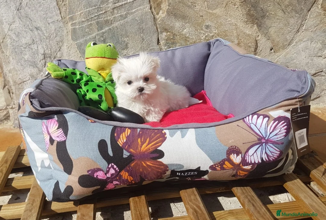 Bichón Maltés perros en venta: Bichón Maltés  en Barcelona - Anuncio 7