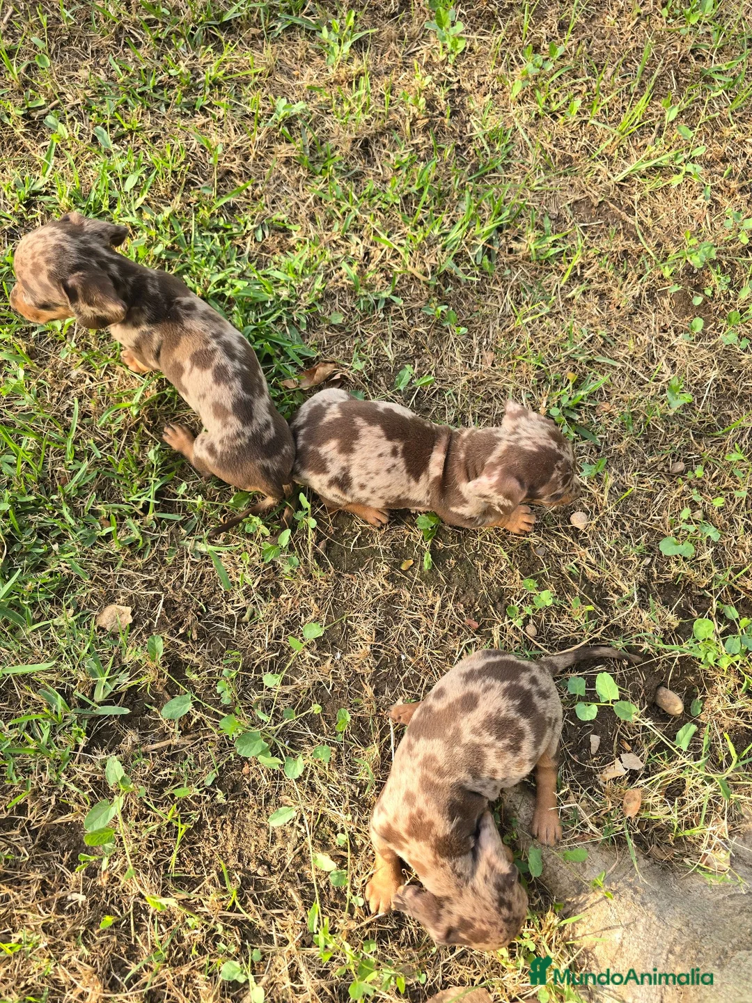 Teckel Miniatura perros en venta: Teckel arlequin chocolate  - Anuncio 5
