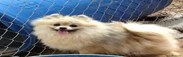 Pomerania perros en venta: Lulu de pomerania  - Anuncio 3