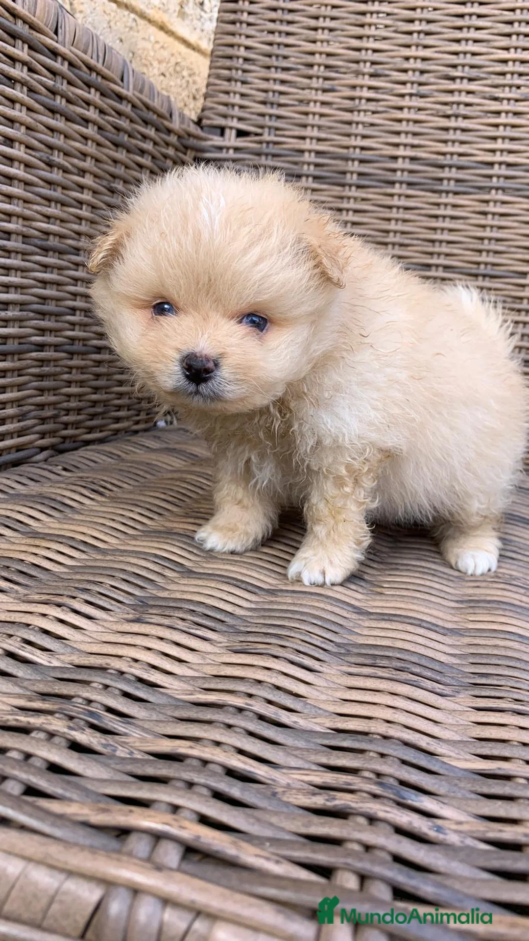 Pomerania perros en venta: Pomerania de capricho en Illes Balears - Anuncio 7