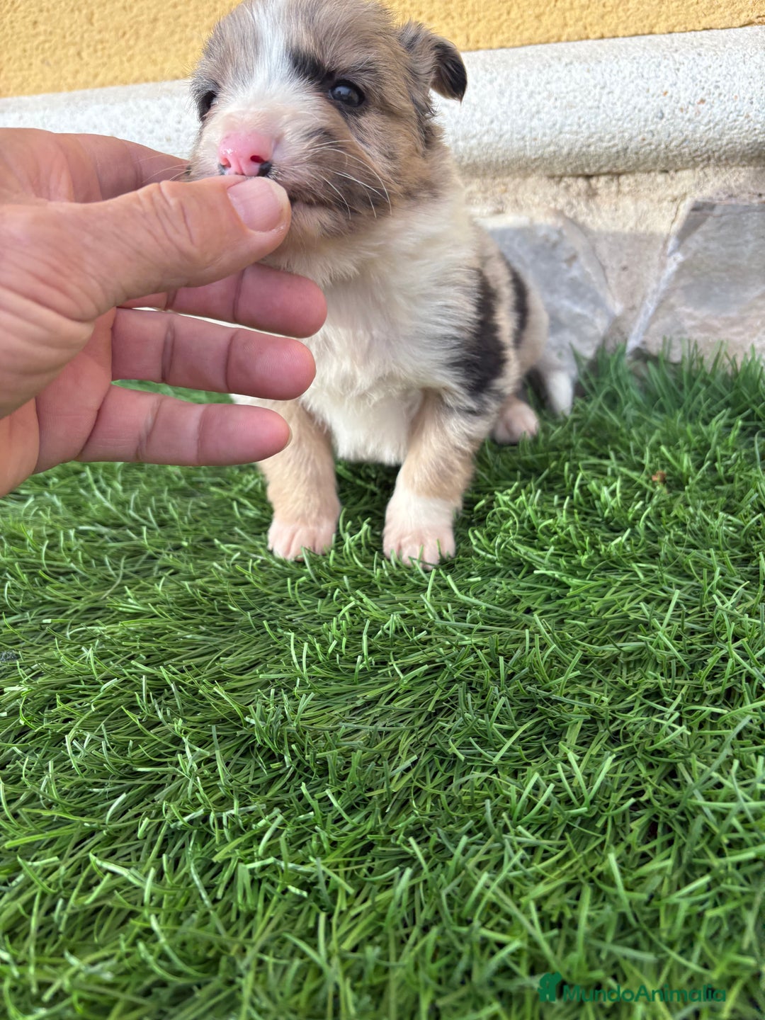 Border Collie perros en venta: Cachorro Border collie Merle macho  - Anuncio 10
