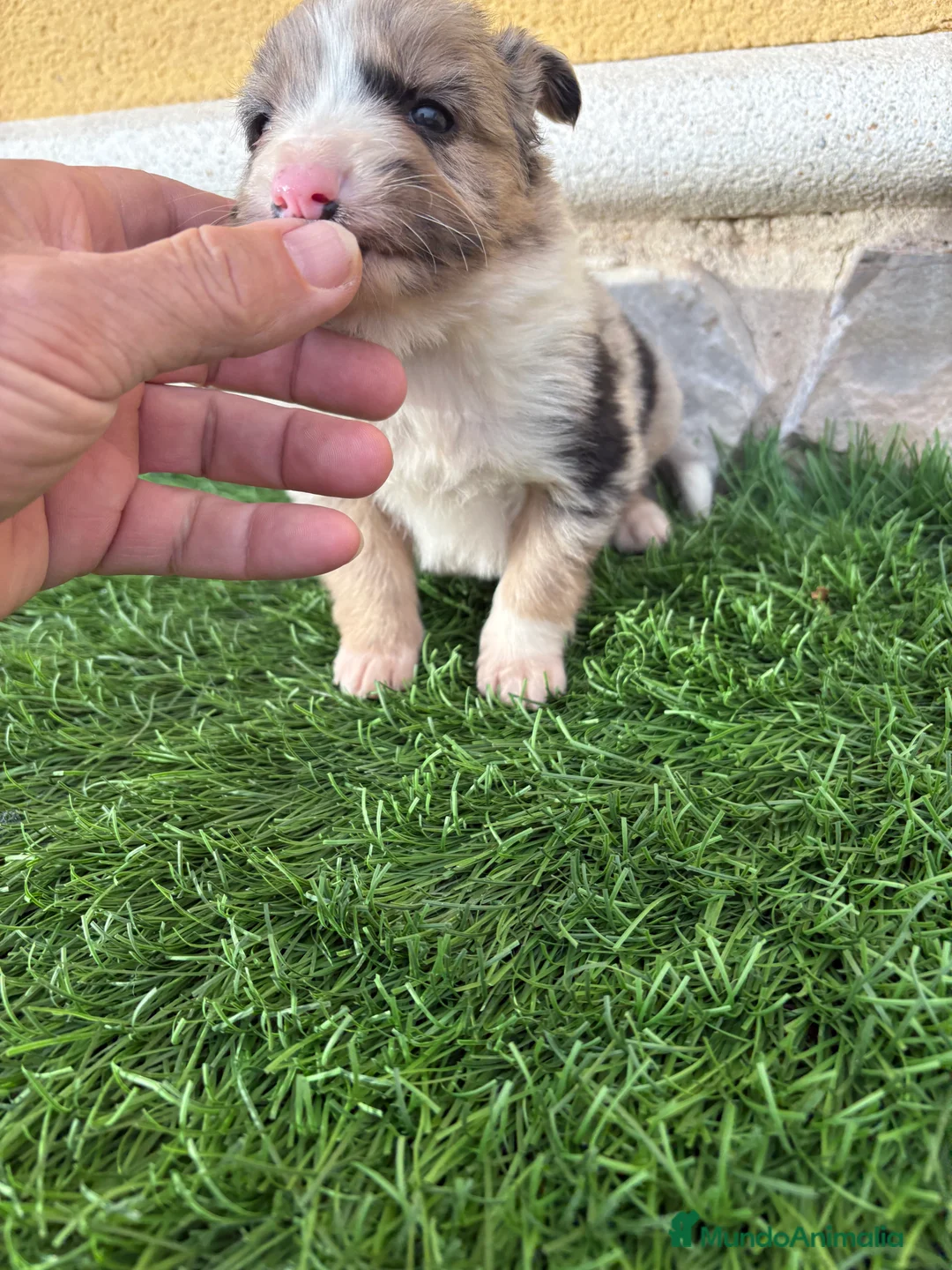 Border Collie perros en venta: Cachorro Border collie Merle macho  - Anuncio 10