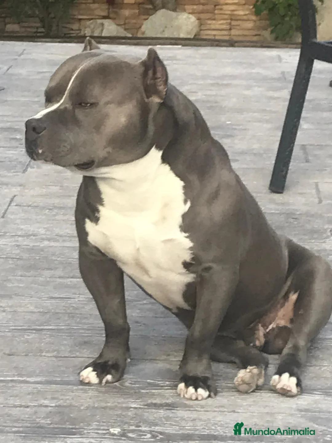 American Bully perros en venta: Camada de american bully  - Anuncio 5