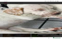 Dálmata perros en venta: Dalmata color limón  - Anuncio 2