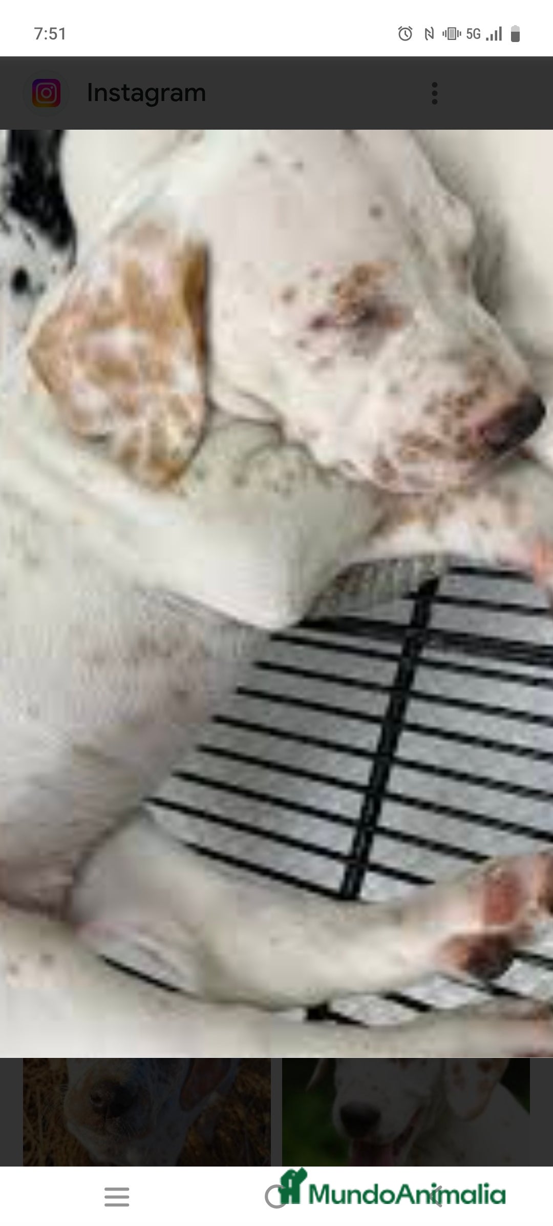 Dálmata perros en venta: Dalmata color limón  - Anuncio 2