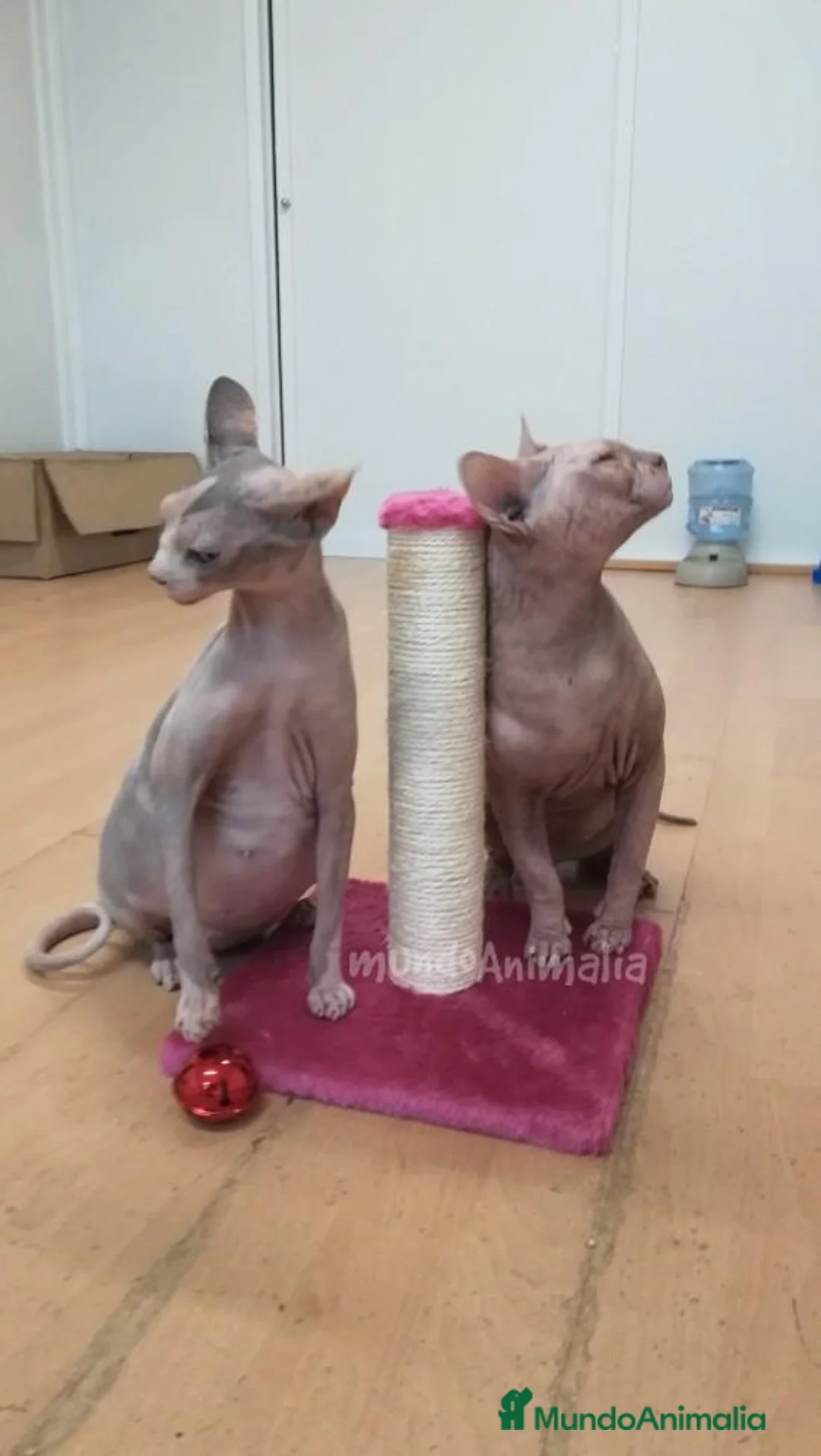 Imagen de galería {{count}}