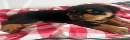 Rottweiler perros en venta: Rottweiler  - Anuncio 1