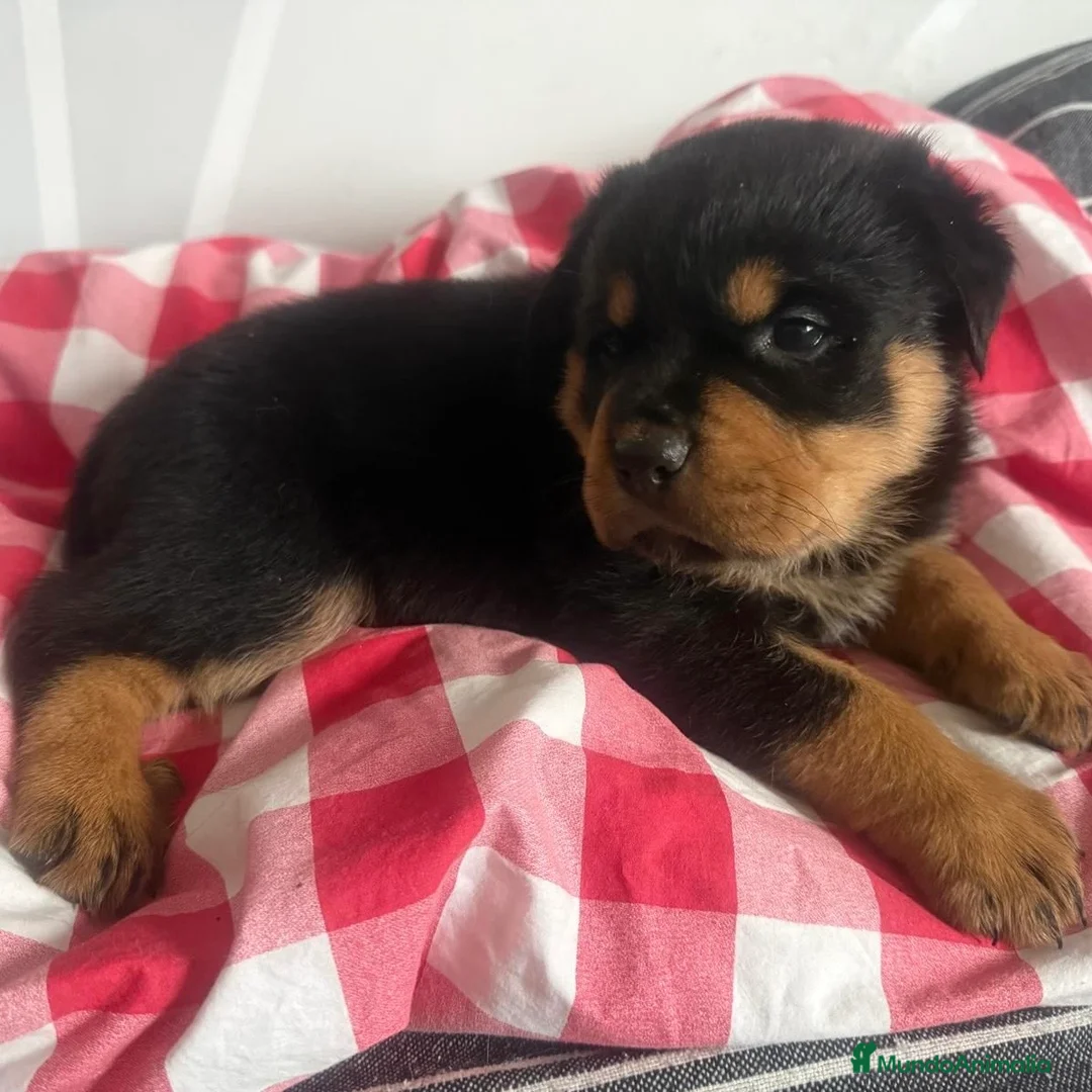 Rottweiler perros en venta: Rottweiler  - Anuncio 1