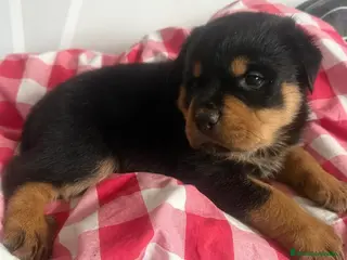 Rottweiler perros Rottweiler - Anuncio 2