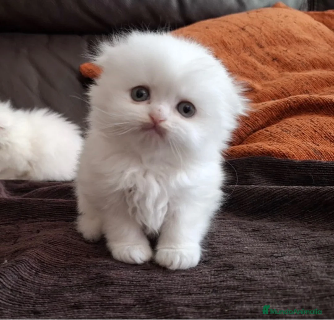 Persa gatos en venta: Cachorritos persas - Anuncio 2