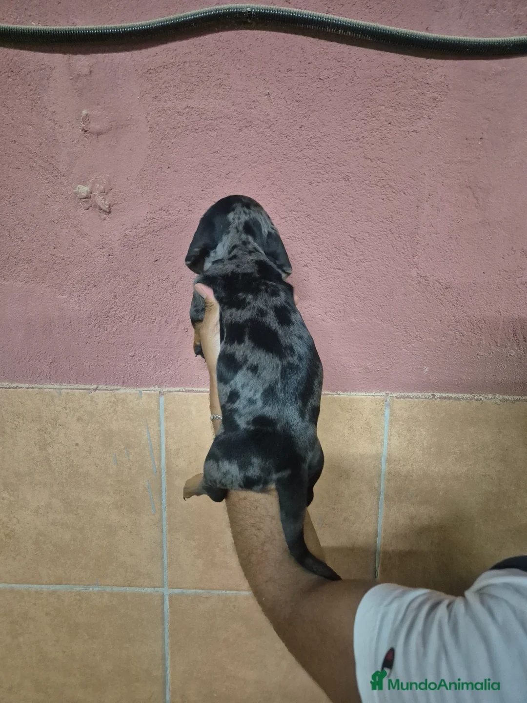 Teckel perros en venta: Teckel arlequín y negro  en Girona - Anuncio 12