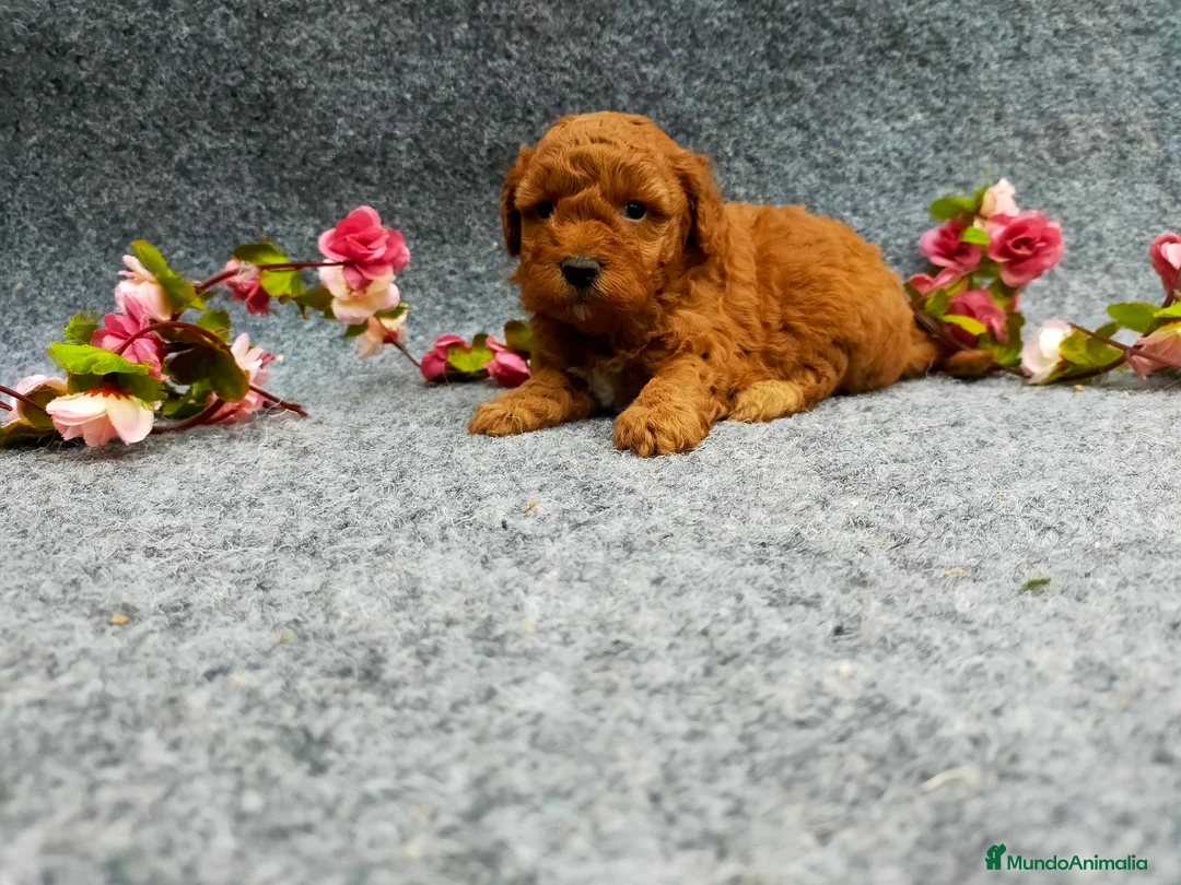 Caniche Toy perros en venta: PRECIOSOS CANICHE  ROJO LINEA TOY  - Anuncio 28