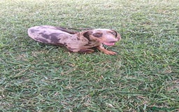 Teckel perros en venta: Excelente camada de Teckel negro y fuego. - Imagen 3