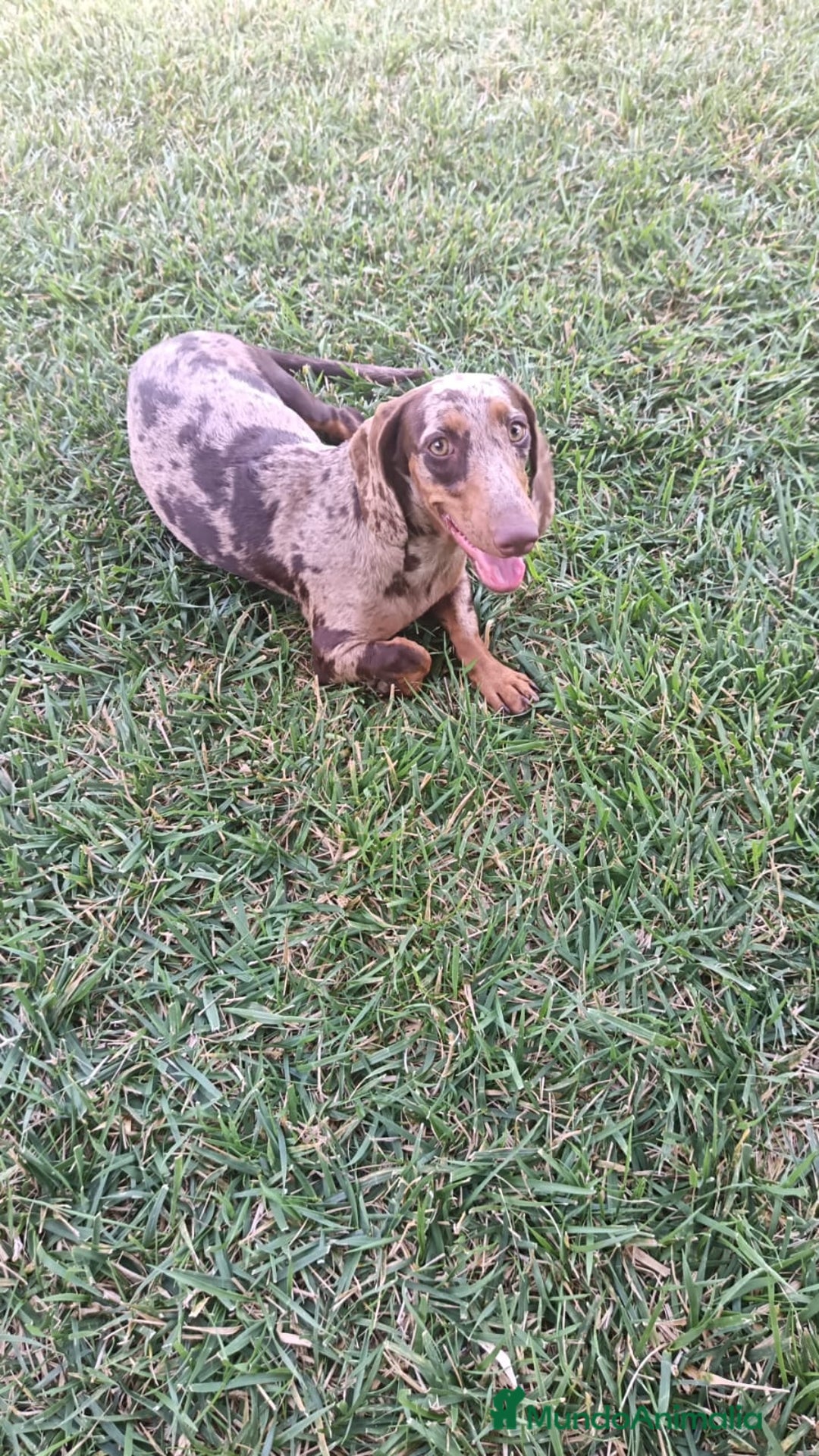 Teckel perros en venta: Excelente camada de Teckel negro y fuego. - Imagen 3