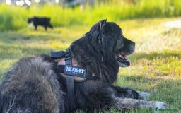 Pastor del Cáucaso perros para monta: Pastor caucaso para monta - Imagen 1