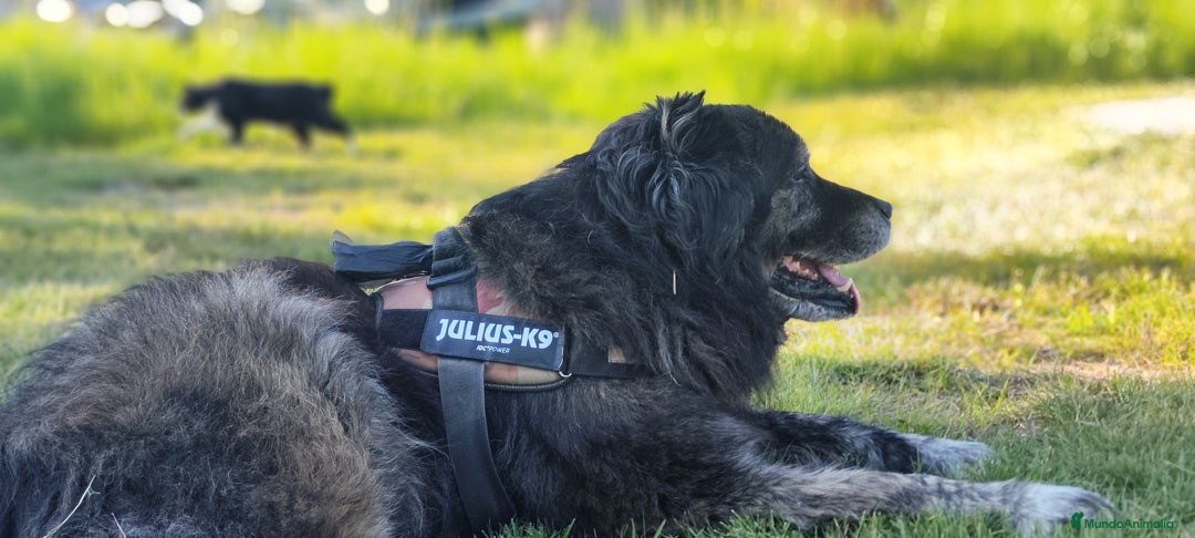 Pastor del Cáucaso perros para monta: Pastor caucaso para monta - Imagen 1