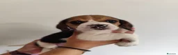 Beagle perros en venta: Beagle 641387649 - Anuncio 3