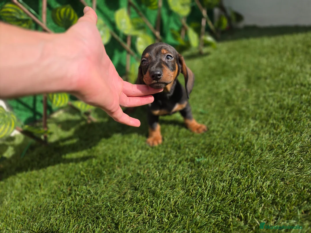 Teckel Miniatura perros en venta: TECKEL MINIATURA - Anuncio 3