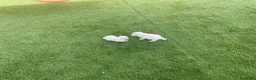 Bichón Maltés perros en venta: Bichon maltés  - Anuncio 15